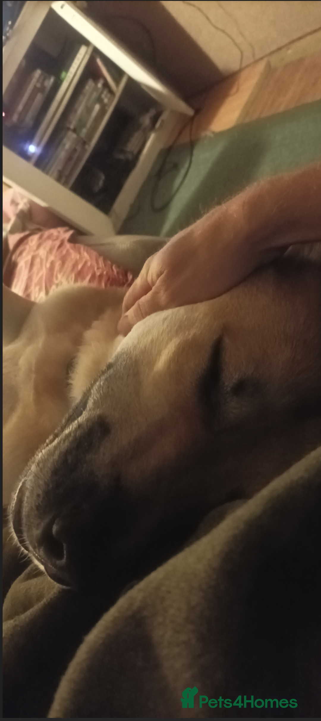 Mixed Breed dogs for sale: Odin. Sweet and beautiful crossbreed boy - Image 22