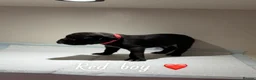 Cane Corso dogs for sale: CANE CORSO PUPPIES. 🐾🐾VIEWINGS NOW WELCOME🐾🐾 - Advert 11