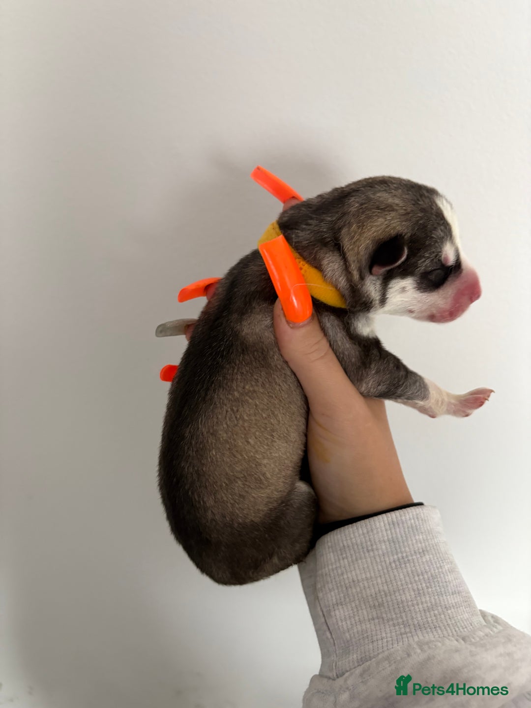 Siberian Husky dogs for sale: Husky puppies - Image 2