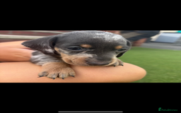 Miniature Dachshund dogs for sale: Miniature dachshund puppy’s TO LEAVE NOW in Luton - Image 3