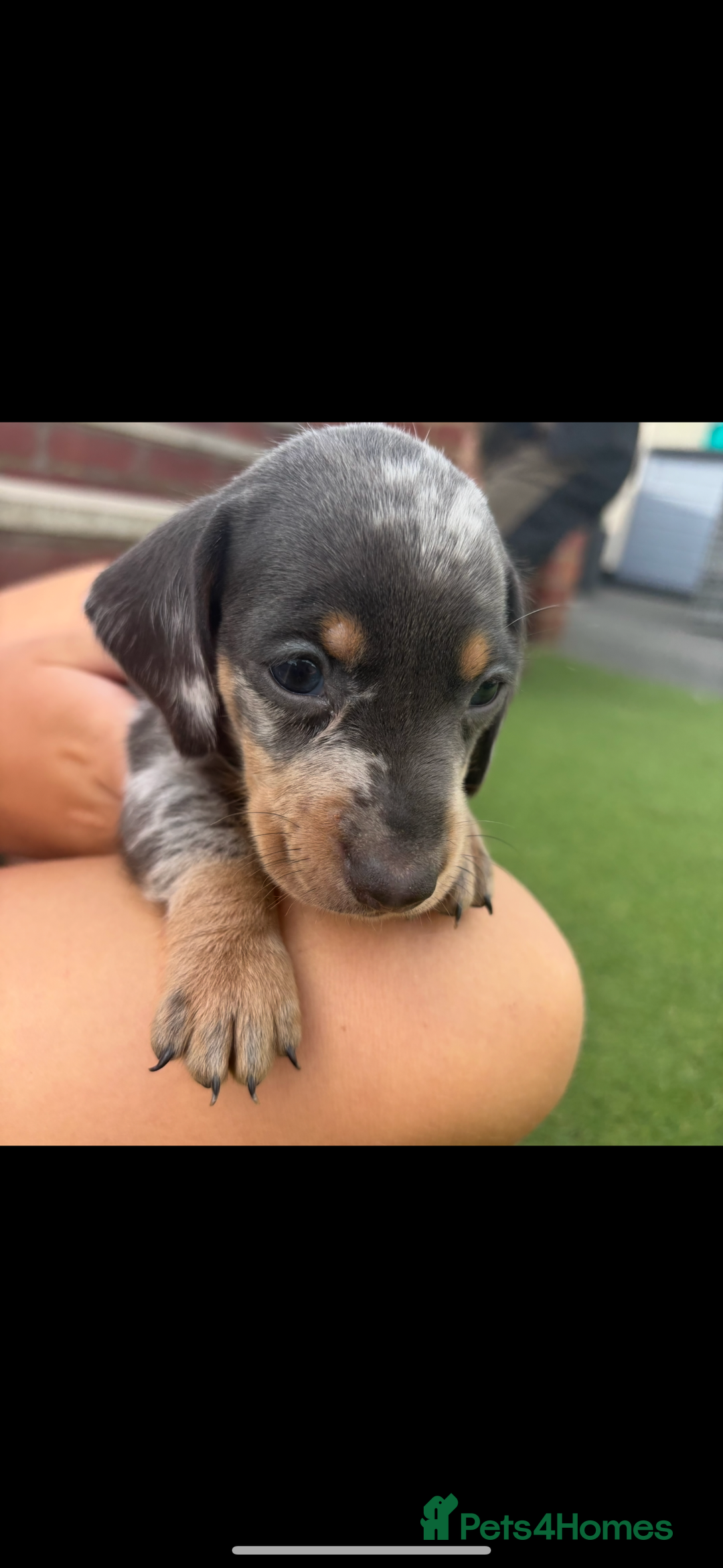 Miniature Dachshund dogs for sale: Miniature dachshund puppy’s TO LEAVE NOW in Luton - Image 3