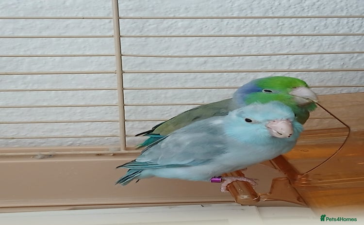 Parrots birds - Advert 1