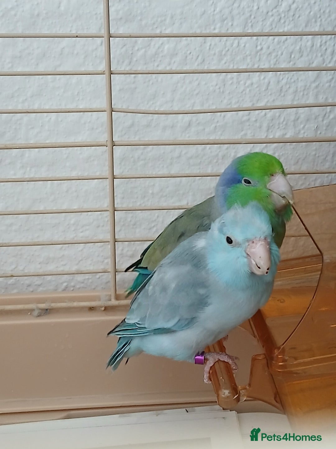 Parrots birds for sale: Bonding pair of parrotlets and conures  - Image 1