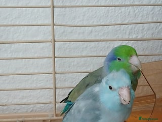 Parrots birds - Advert 14