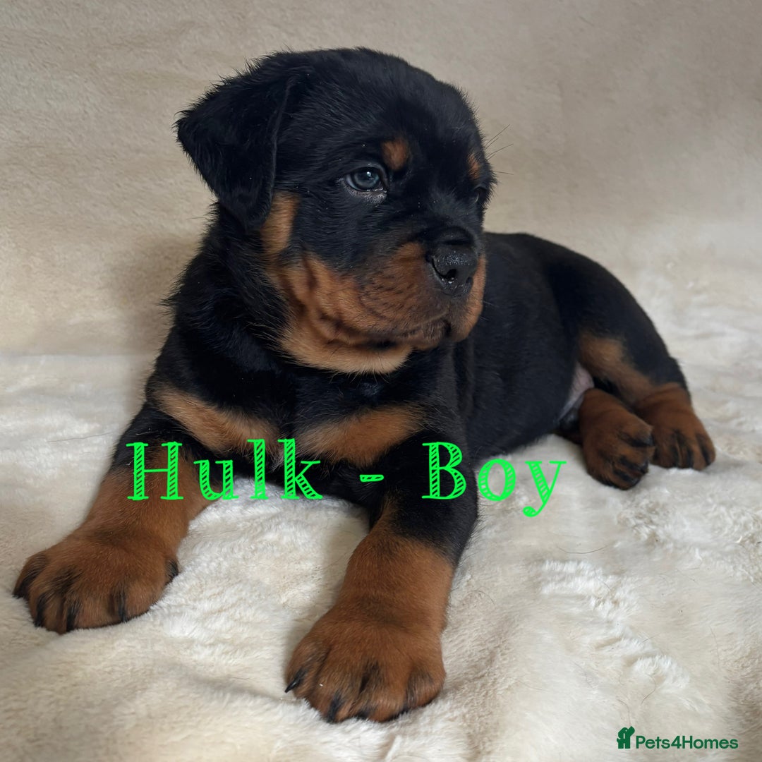 Dog Puppy Price Rottweilers Near Me For Sale Dog Price Full