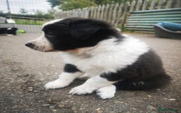 Border Collie dogs for sale: Beautiful Fluffy collie pups for sale  - Image 22