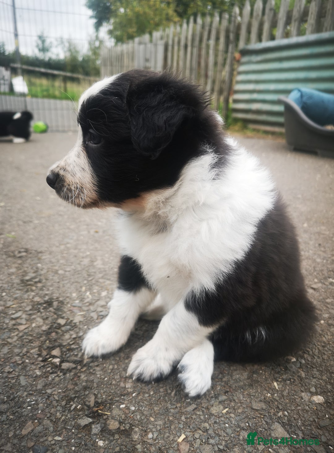 Border Collie dogs for sale: Beautiful Fluffy collie pups for sale  - Image 22