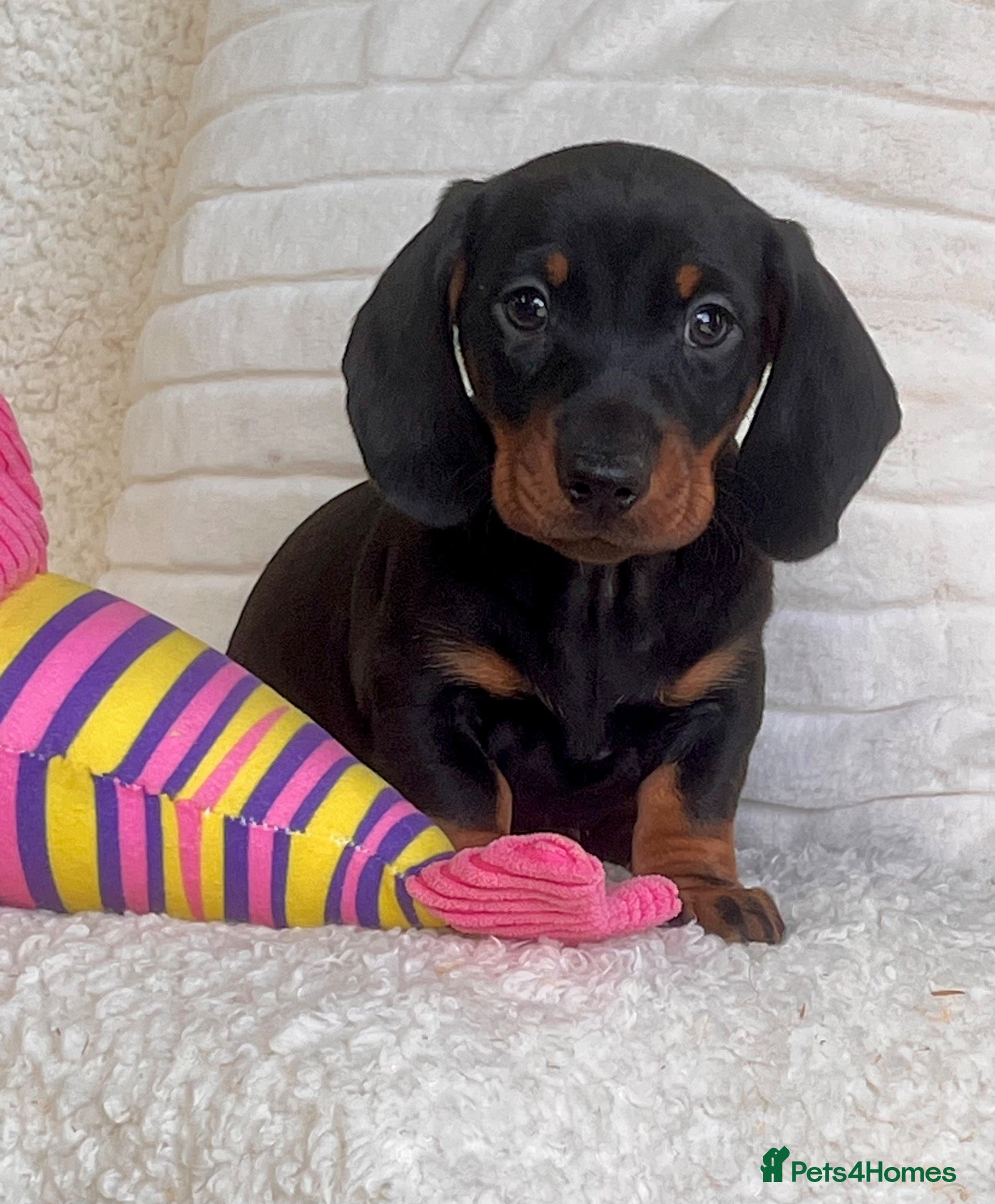 Dachshund dogs Gorgeous miniature dachshund puppy  - Advert 1