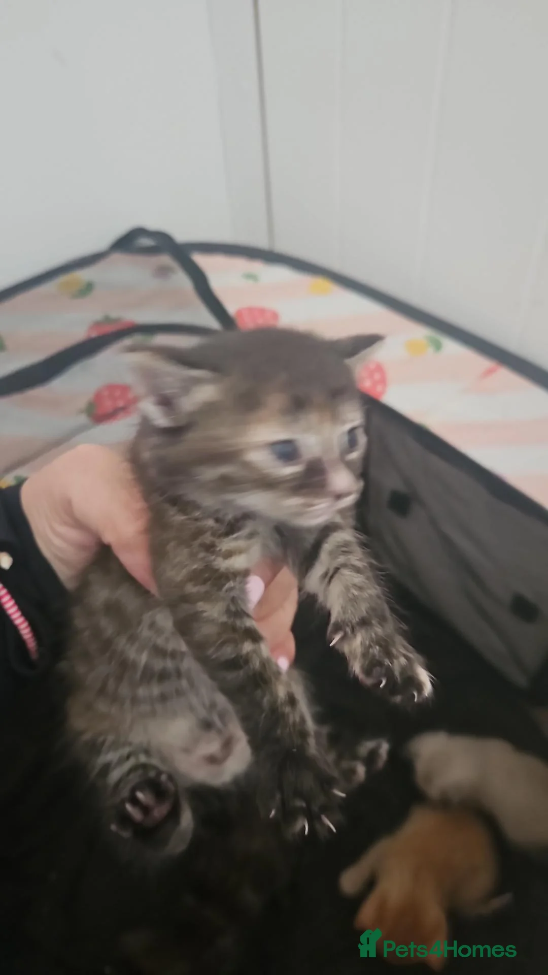 Mixed Breed cats for sale: Bengal cross kittens for sale in Aylesbury - Advert 2