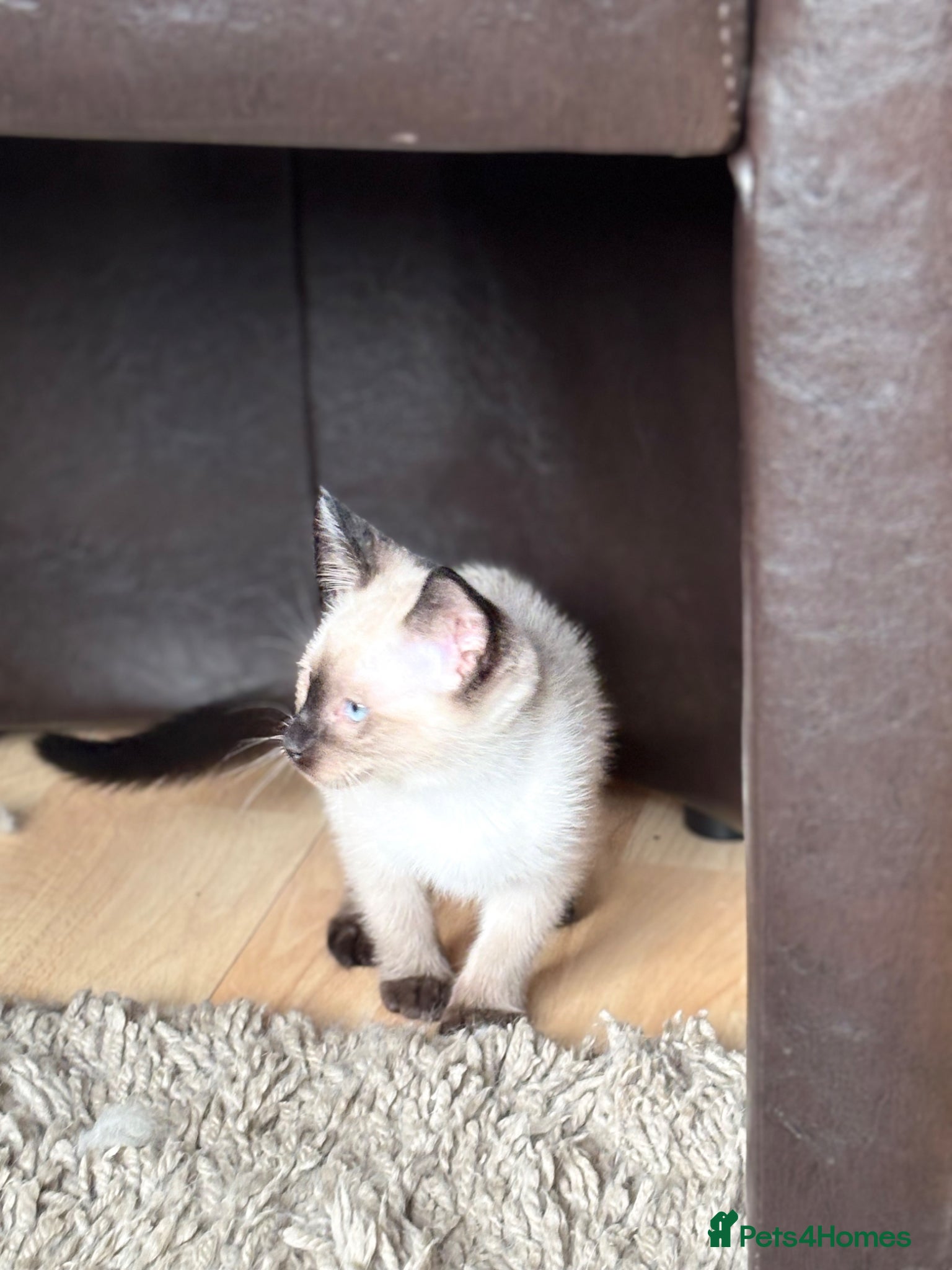 Siamese cats for sale: Stunning Siamese kittens  - Advert 13