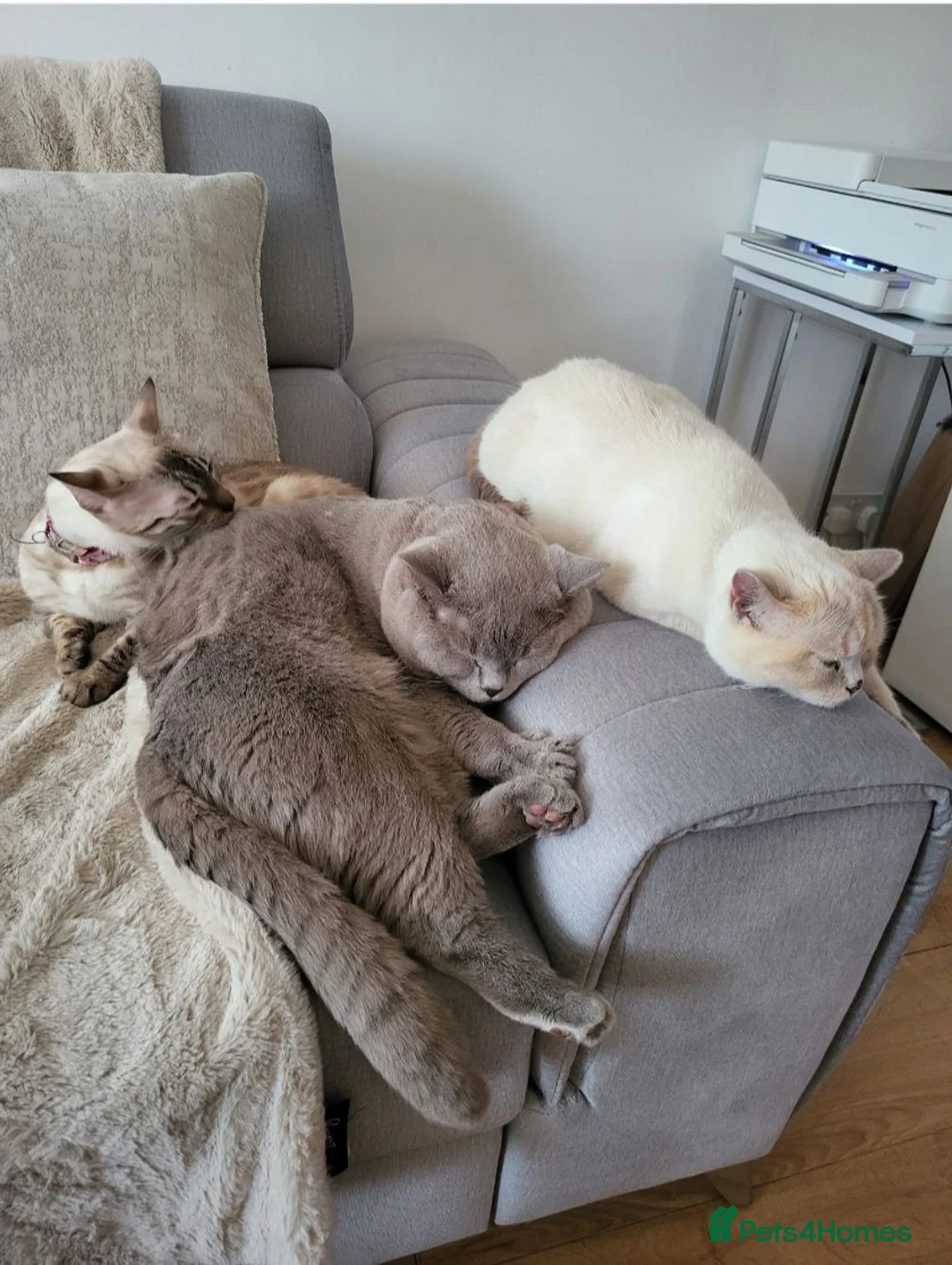 British Shorthair cats for sale: British Shorthair kittens - Advert 6