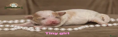 Mixed Breed Puppy 4