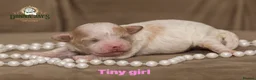 Mixed Breed dogs for sale: DonnaJays something special Cavashihpoo 🌟🌟🌟🌟🌟 - Advert 12