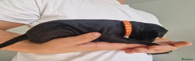 Reserved - Orange Collar - Ruby