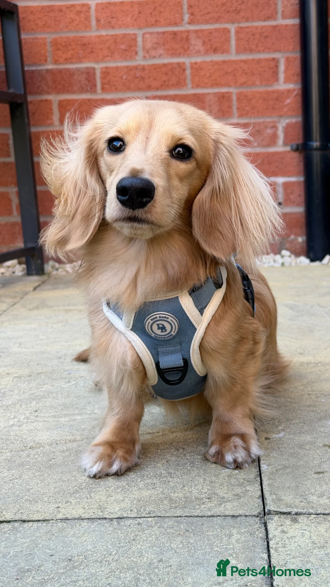 Miniature Dachshund dogs for stud: KC Mini Long Hair Dachshund-Shaded Cream - Advert 11