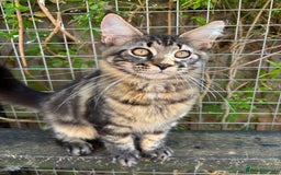 Maine Coon cats for sale: Maine Coon kittens available 🌟  - Image 4