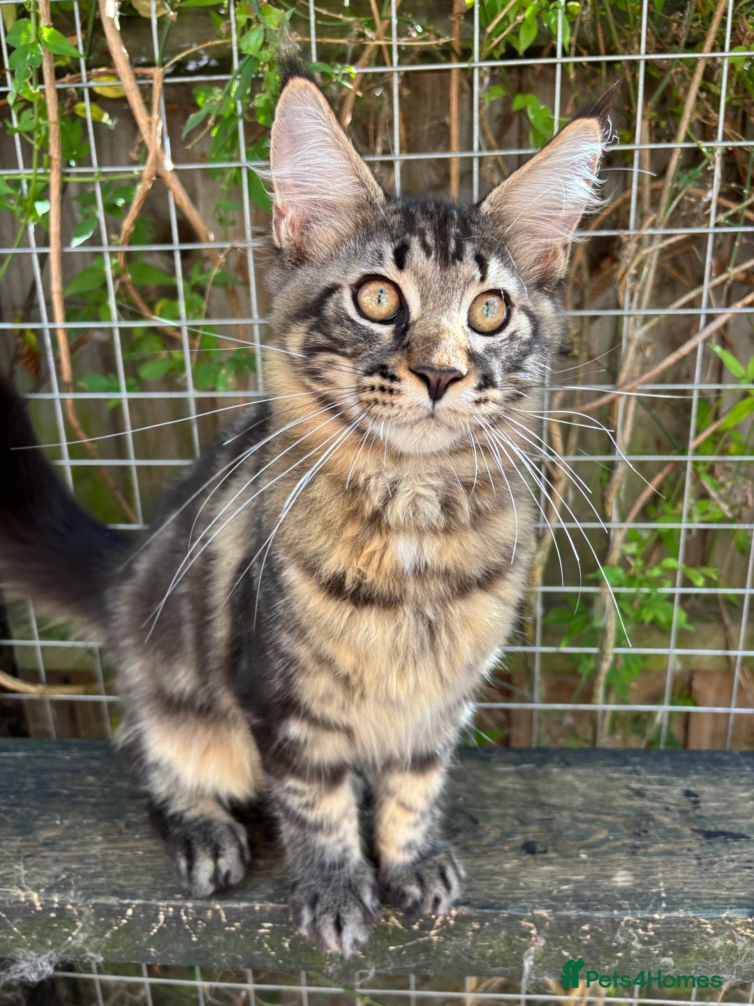 Maine Coon cats for sale: Maine Coon kittens available 🌟  - Image 4