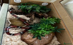 Milk Snake reptiles for sale: Healthy 10 year old Mexican milk snake - Image 2