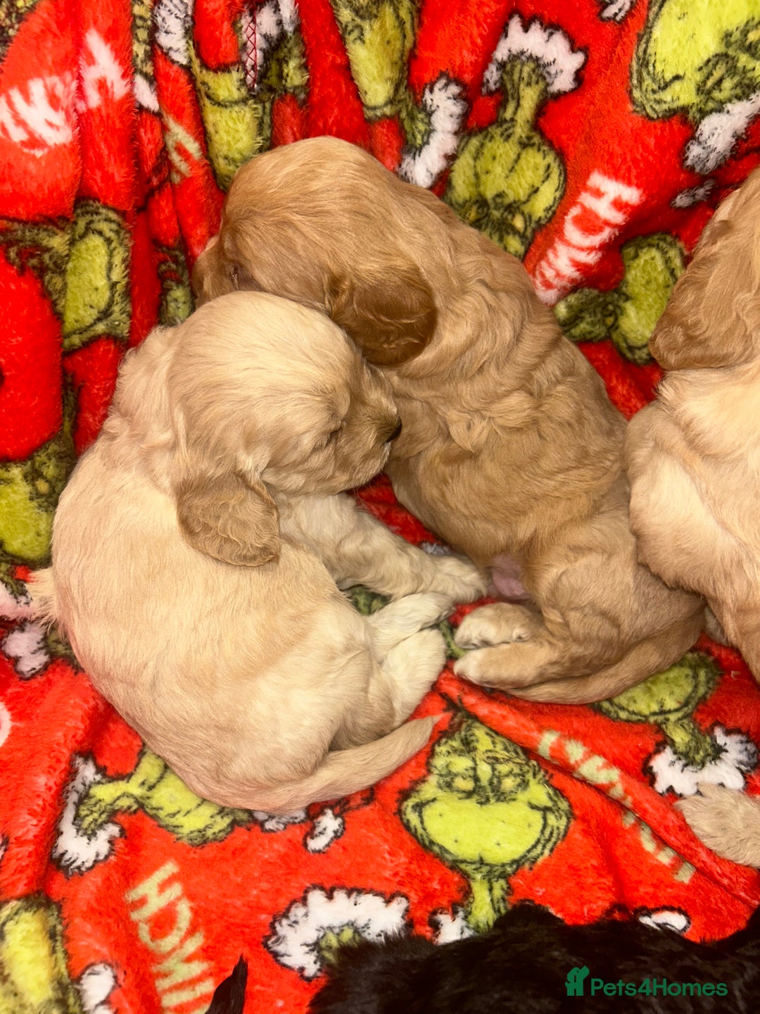 Cockapoo dogs for sale: F1 cockapoo puppies  - Image 5