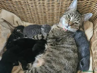 Mixed Breed cats Beautiful kittens - Advert 4