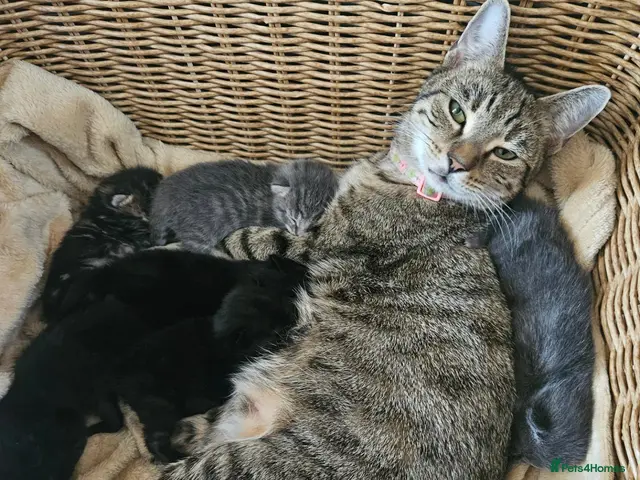 Mixed Breed cats for sale: Beautiful kittens - Advert 5
