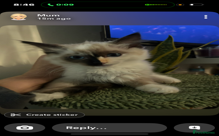 Ragdoll cats - Advert 1