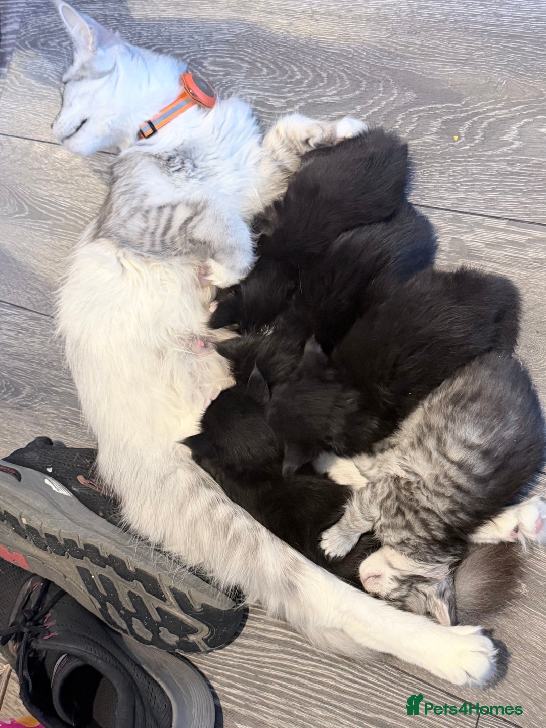 Maine Coon cats for sale: TICA reg adorable Maine Coon baby kittens  - Advert 15