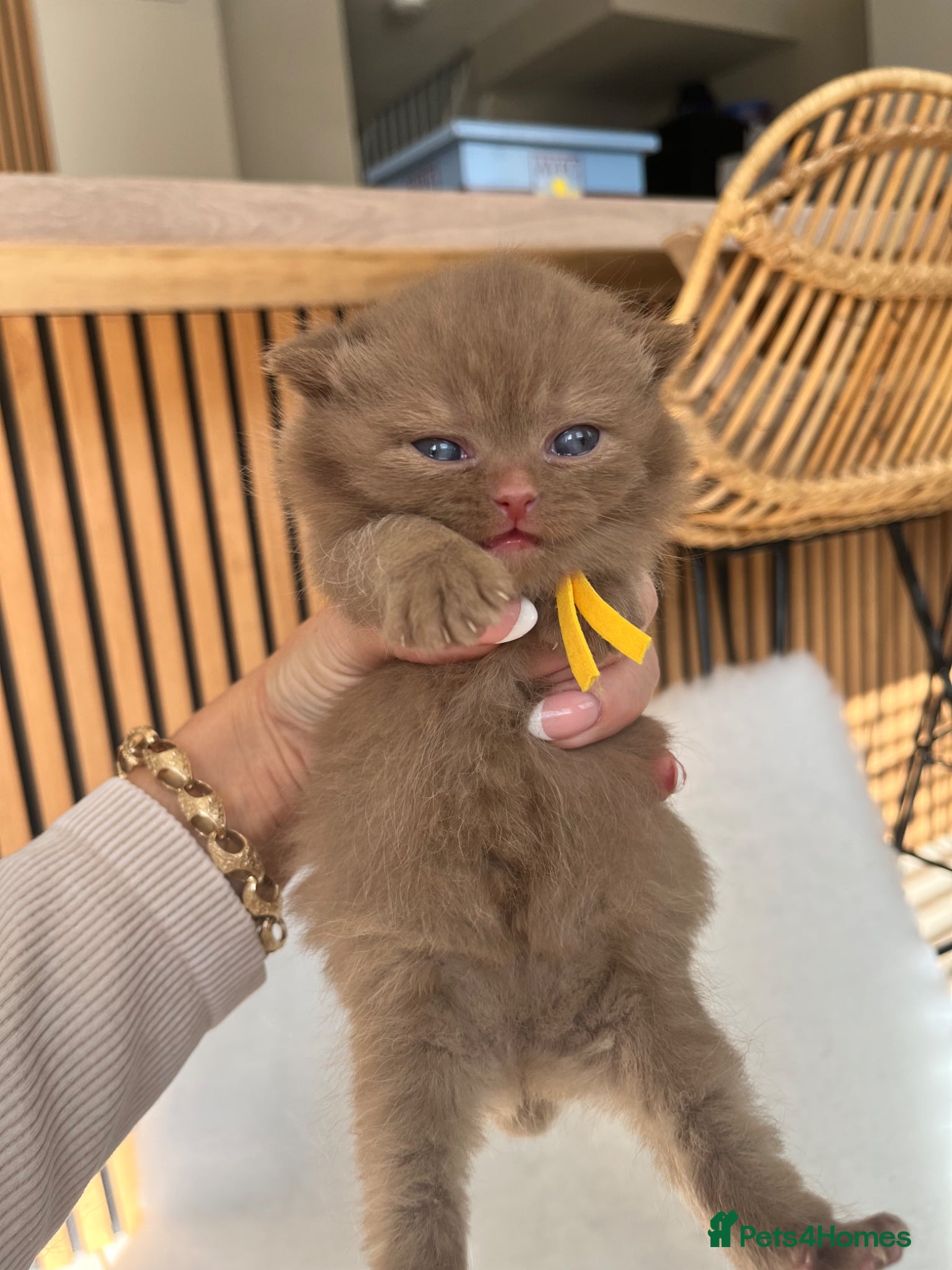 British Shorthair cats chunky cinnamon girl available active or non  - Advert 3