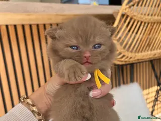 British Shorthair cats chunky cinnamon girl available active or non - Advert 3