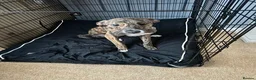 Lurcher dogs for sale: 11 month old lurcher  Zeeke - Advert 9