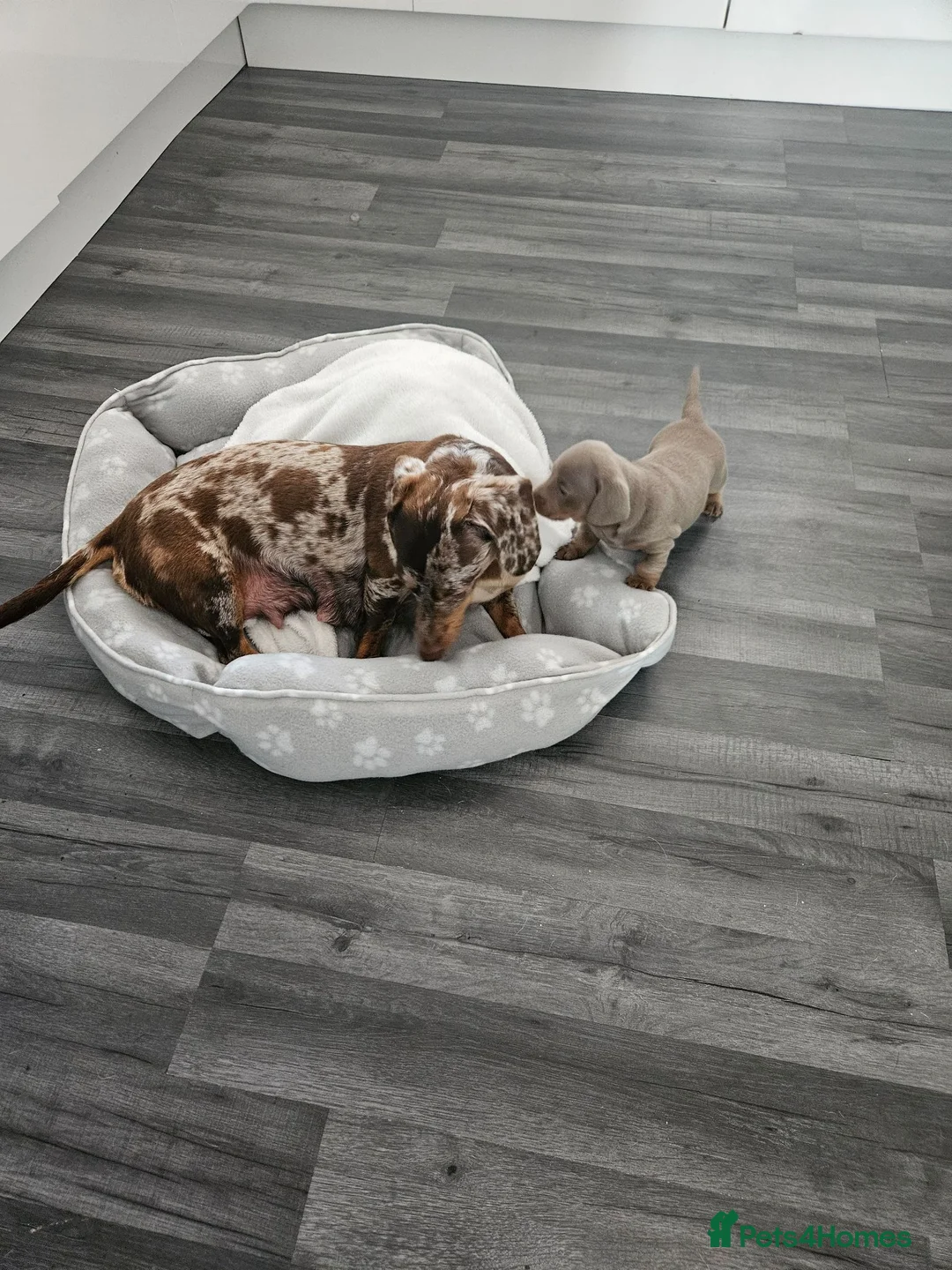 Miniature Dachshund dogs for sale: Miniature dachshund  - Advert 13