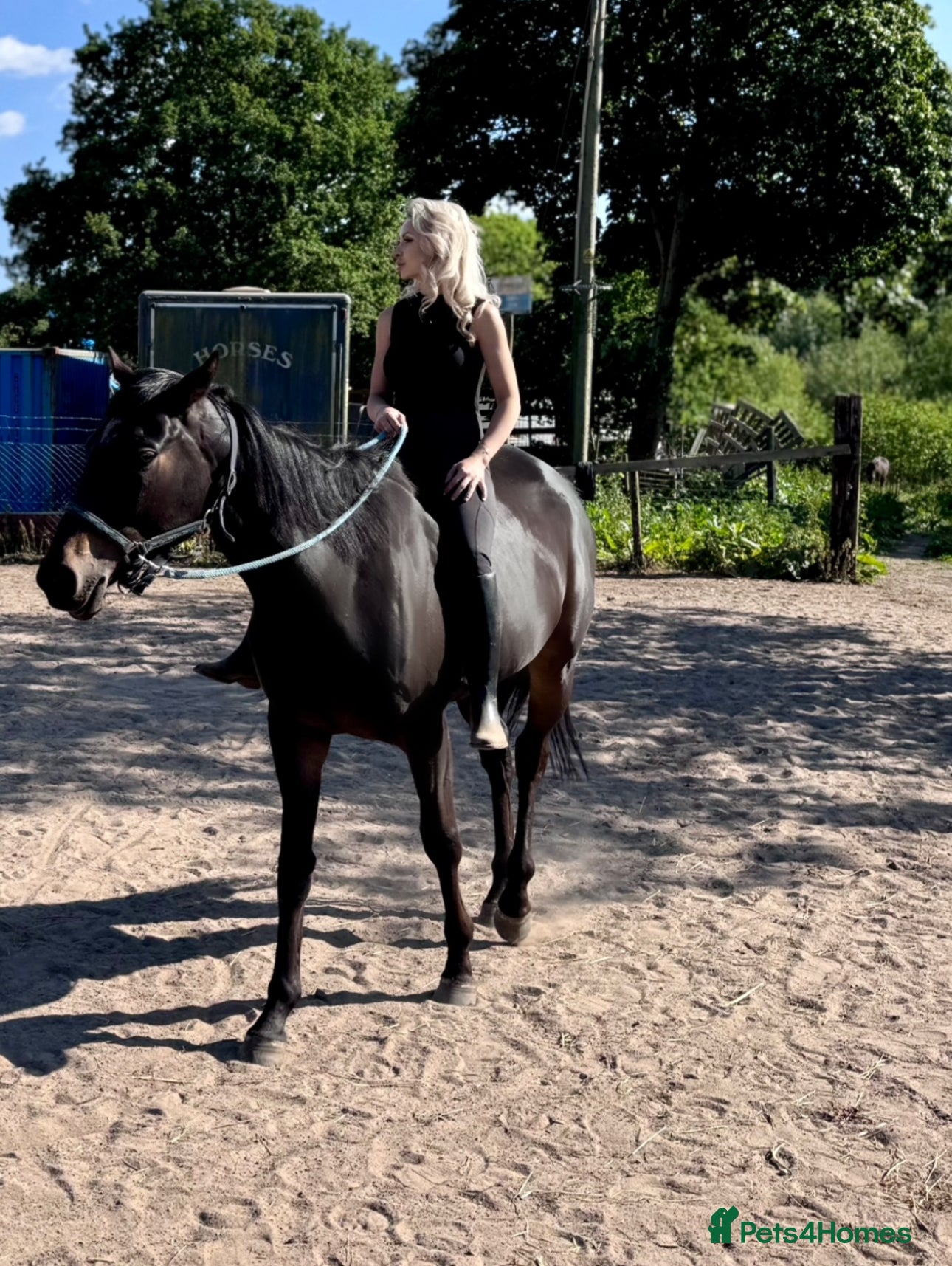 Irish Thoroughbred horses Thoroughbred and Dartmoor  - Advert 11