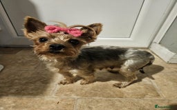 Yorkshire Terrier dogs for sale: Yorkshire terrier  - Advert 6