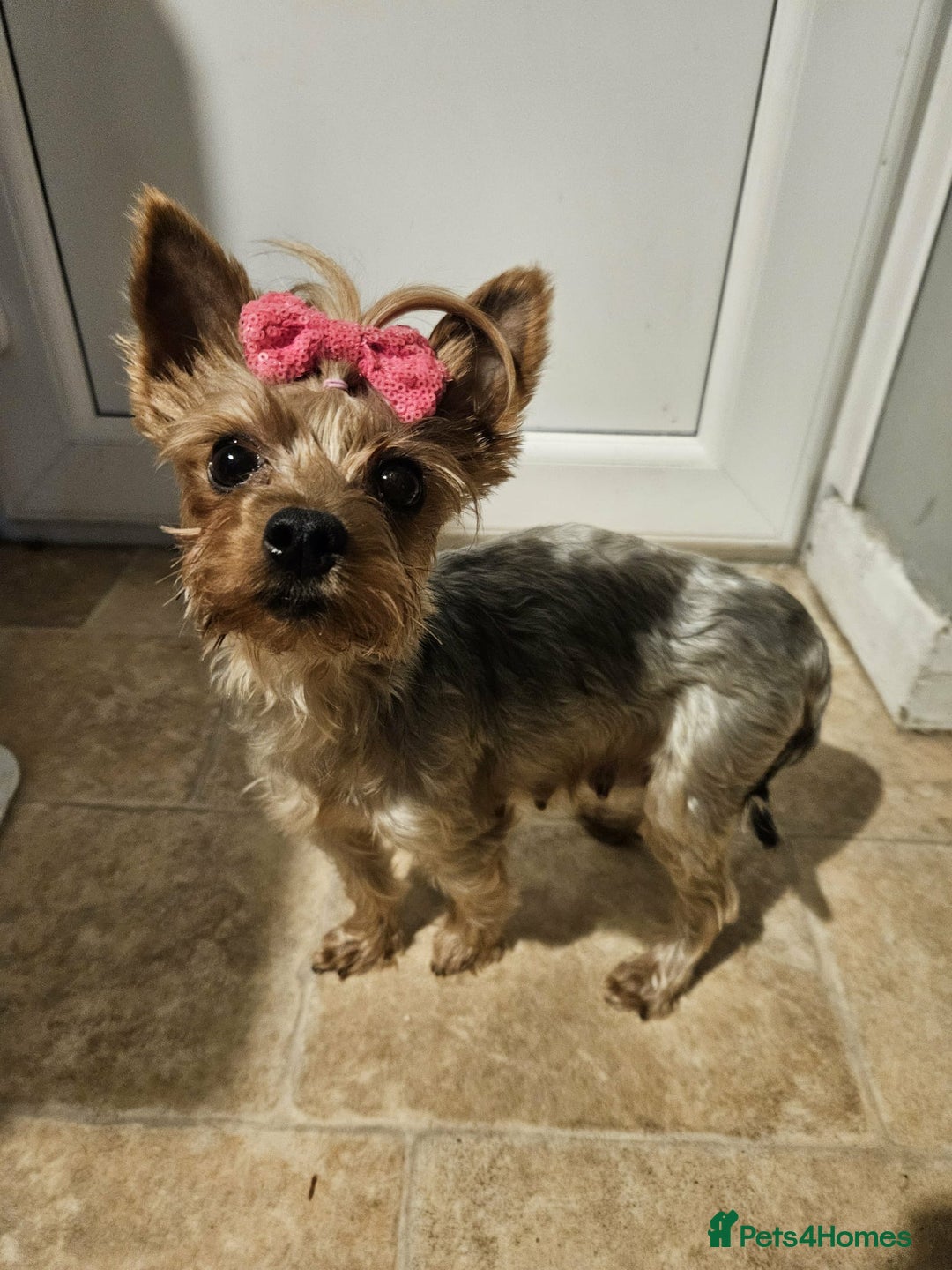 Yorkshire Terrier dogs for sale: Yorkshire terrier  - Advert 6