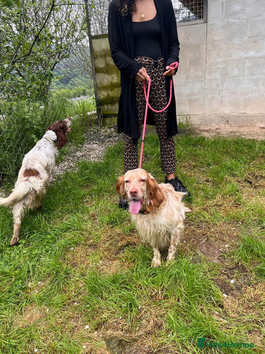 English Setter dogs for adoption: TIna  in Tonypandy - Advert 1