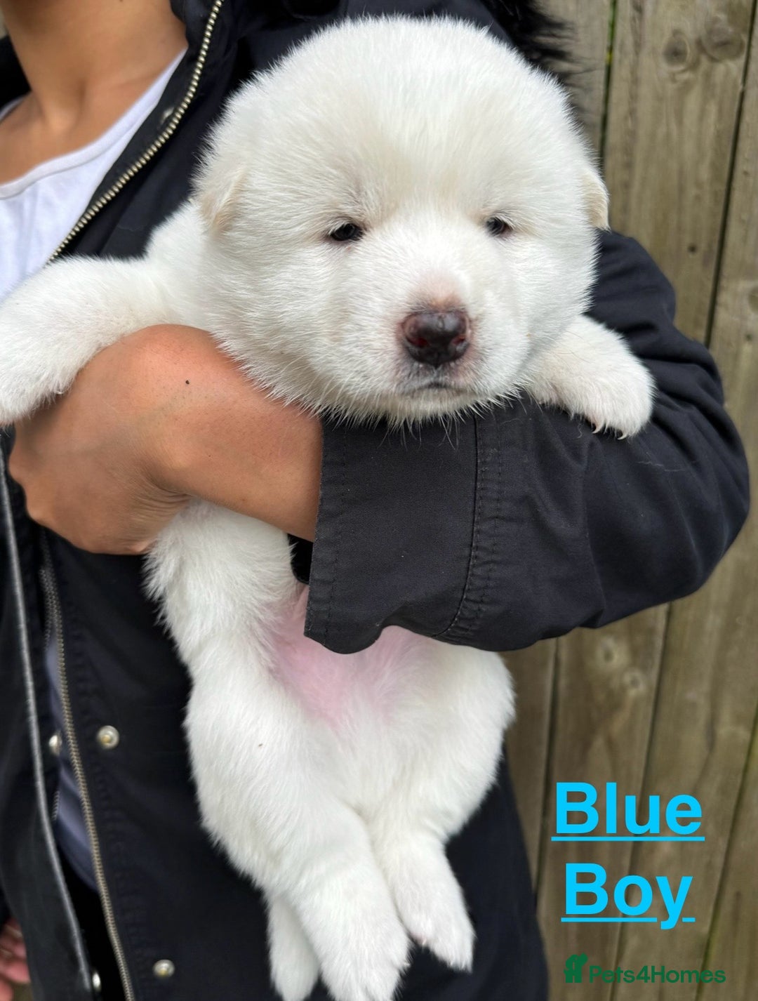 Japanese Akita Inu dogs for sale: Beautiful Japanese Akita Inu Puppies 2boys/2girls - Image 12