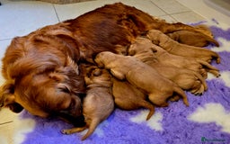 Golden Retriever dogs for sale: Stunning true working golden retriever puppies - Image 1