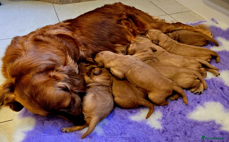 Golden Retriever dogs - Advert 9