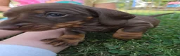 Miniature Dachshund dogs for sale: Kc reg, health tested,miniature dachshund puppies  - Advert 7