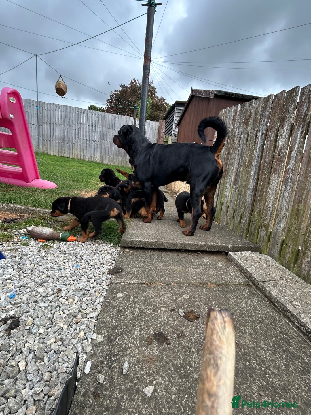 Rottweiler dogs for sale: *** Pedigree Rottweilers due 4th dec*** - Advert 16