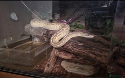 Python Snake reptiles for sale: Male Banana Pastel Python - Image 3