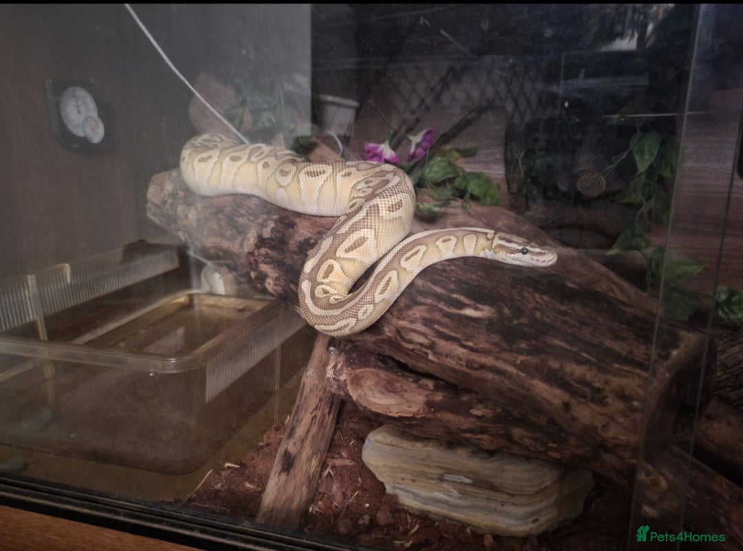 Python Snake reptiles for sale: Male Banana Pastel Python - Image 3