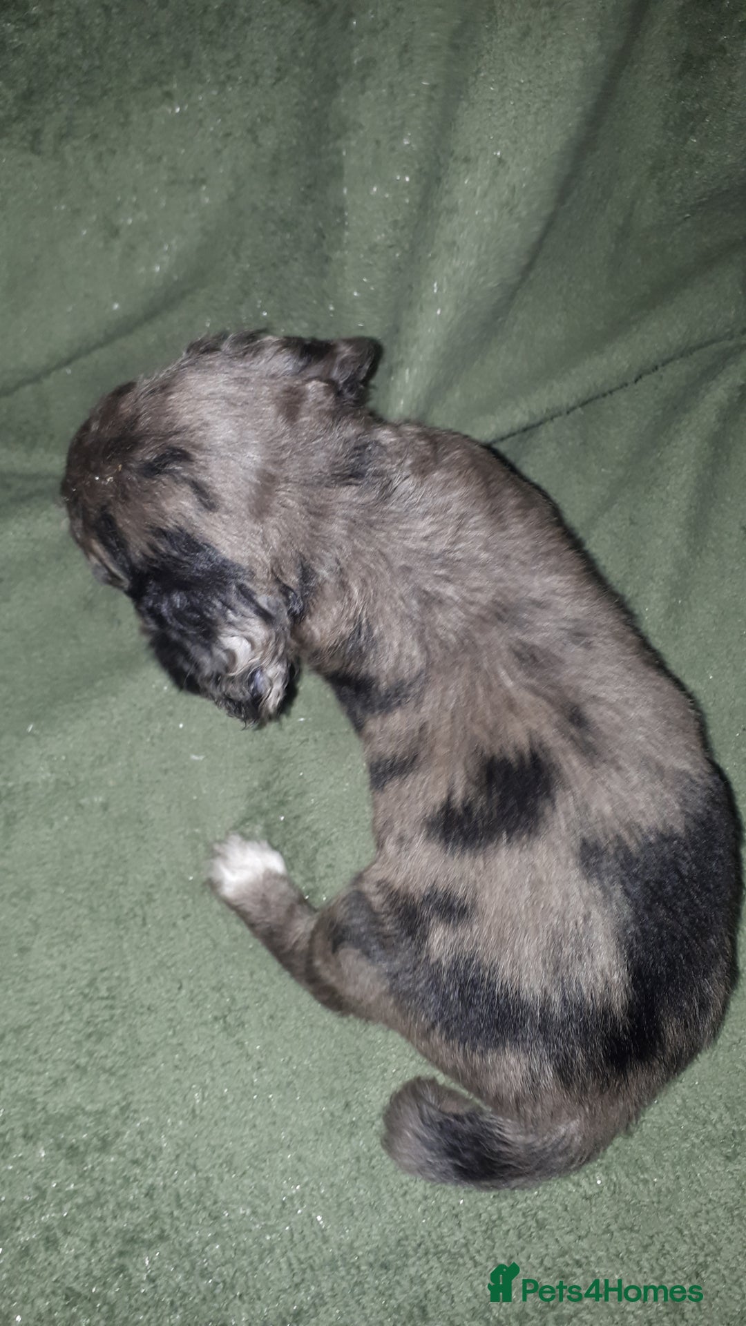 Cockapoo dogs for sale: F2b cockapoo puppies - Image 29