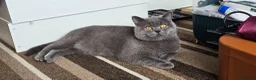 British Shorthair cats for sale: British short haired kittens  - Advert 33