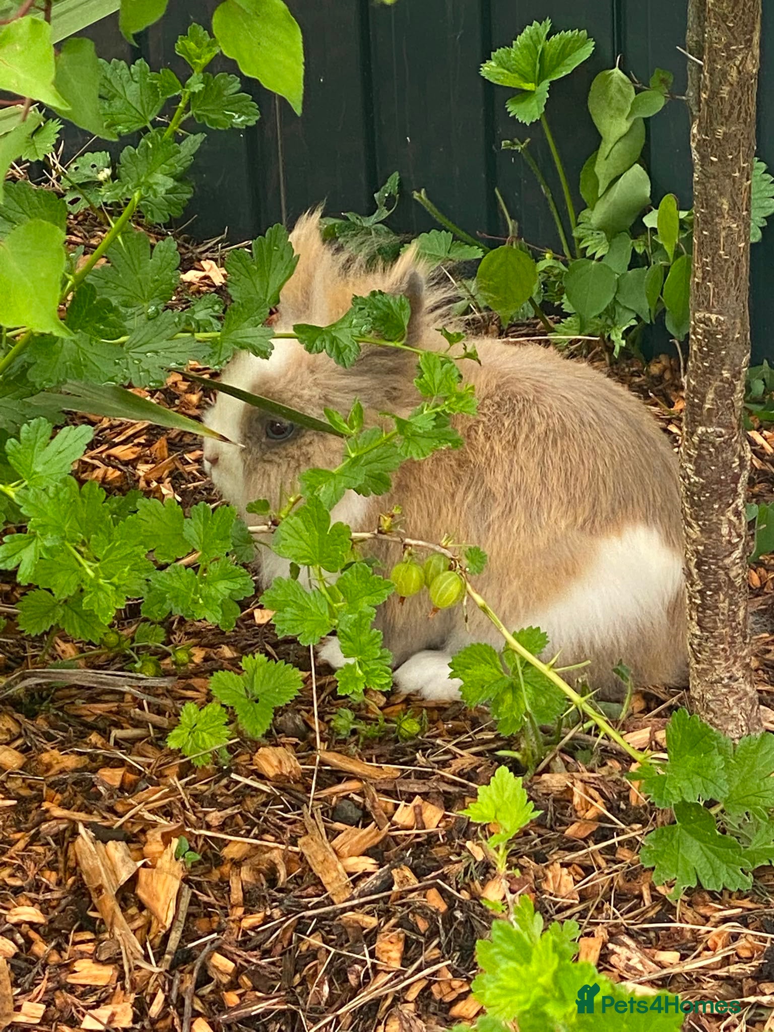 Lionhead rabbits for sale: Dwarf Lionhead Male - Advert 5