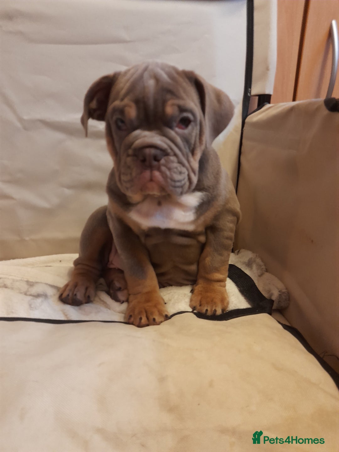 Mixed Breed dogs for sale: F1 olde English bulldog - Advert 38