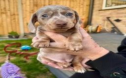 Miniature Dachshund dogs for sale: Miniature Dachshunds KC - Image 6