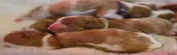 Cavalier King Charles Spaniel dogs for sale: Blenhiem cavalier king charles spaniel puppies - Advert 3