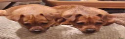 Jack Russell dogs for sale: Beautiful jack russels for sale  in Portsmouth - Advert 6