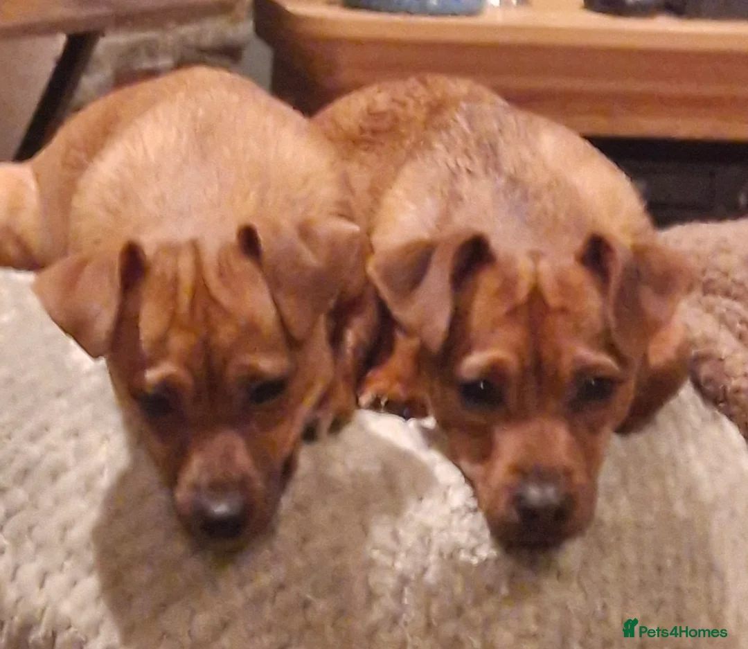 Jack Russell dogs for sale: Beautiful jack russels for sale  in Portsmouth - Advert 6